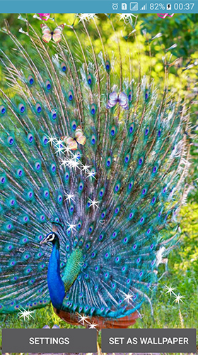 Full version of Android apk livewallpaper Peacocks for tablet and phone.
