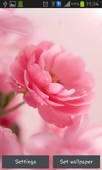 Screenshots of the live wallpaper Pink roses for Android phone or tablet.