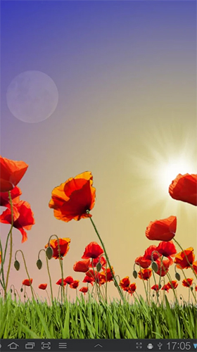 Full version of Android apk livewallpaper Poppy field for tablet and phone.