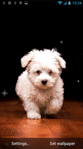 Full version of Android apk livewallpaper Puppy by Best Live Wallpapers Free for tablet and phone.