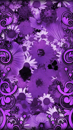Full version of Android apk livewallpaper Purple flowers for tablet and phone.