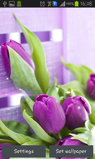 Screenshots of the live wallpaper Purple tulips for Android phone or tablet.