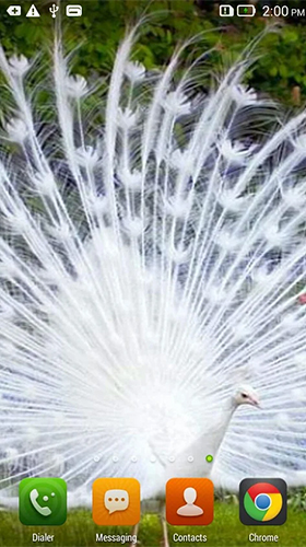 Full version of Android apk livewallpaper Queen peacock for tablet and phone.