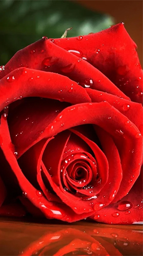 Full version of Android apk livewallpaper Red rose by HQ Awesome Live Wallpaper for tablet and phone.