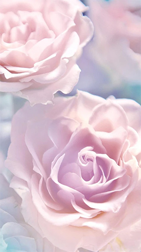 Full version of Android apk livewallpaper Rose by Live Wallpaper HQ for tablet and phone.