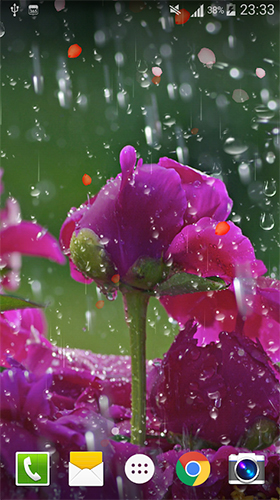 Full version of Android apk livewallpaper Rose: Raindrop for tablet and phone.