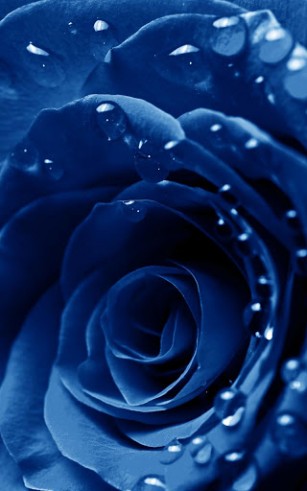 Screenshots of the live wallpaper Rose macro for Android phone or tablet.