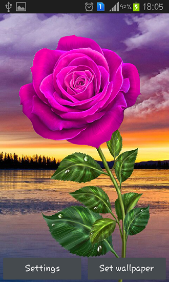 Screenshots of the live wallpaper Rose: Magic touch for Android phone or tablet.