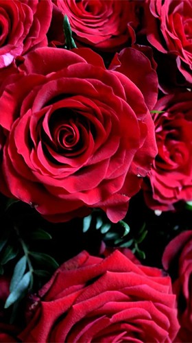 Full version of Android apk livewallpaper Roses by Live Wallpaper HD 3D for tablet and phone.