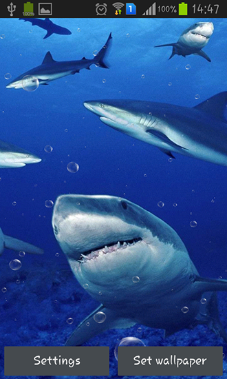 Screenshots of the live wallpaper Sharks for Android phone or tablet.