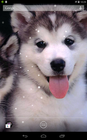 Screenshots of the live wallpaper Siberian husky for Android phone or tablet.