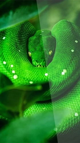 Full version of Android apk livewallpaper Snake by Premium Developer for tablet and phone.
