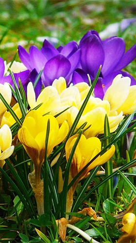 Full version of Android apk livewallpaper Spring crocus for tablet and phone.