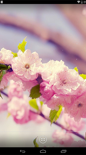 Full version of Android apk livewallpaper Spring flowers by orchid for tablet and phone.