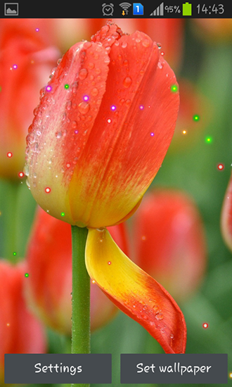 Screenshots of the live wallpaper Springs lilie and tulips for Android phone or tablet.