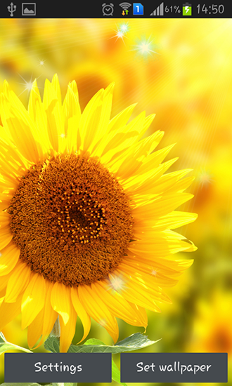 Screenshots of the live wallpaper Sunflower by Creative factory wallpapers for Android phone or tablet.