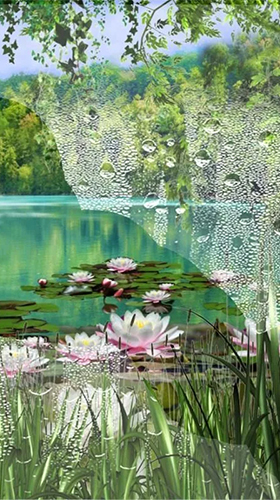Full version of Android apk livewallpaper Swans and lilies for tablet and phone.