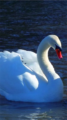Full version of Android apk livewallpaper Swans for tablet and phone.