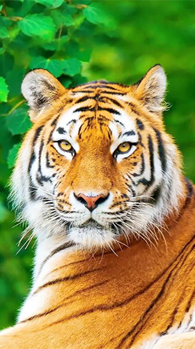 Full version of Android apk livewallpaper Tiger by Jango LWP Studio for tablet and phone.