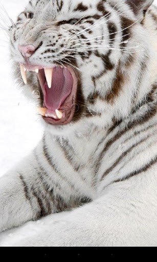Screenshots of the live wallpaper Tiger for Android phone or tablet.