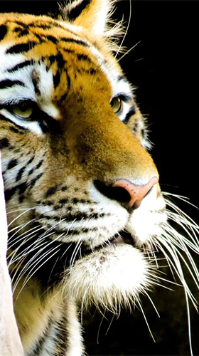 Full version of Android apk livewallpaper Tigers by Live Wallpaper HD 3D for tablet and phone.