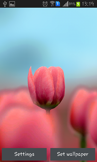 Screenshots of the live wallpaper Tulip 3D for Android phone or tablet.