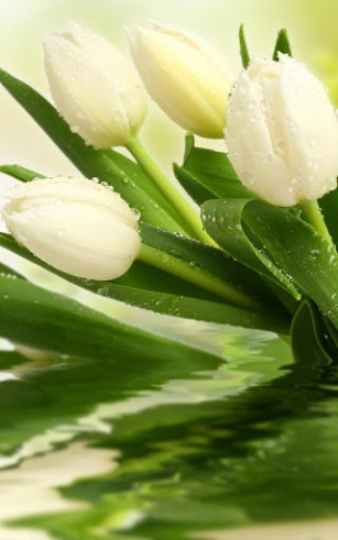 Screenshots of the live wallpaper Tulips for Android phone or tablet.