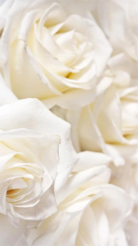 Full version of Android apk livewallpaper White rose by HQ Awesome Live Wallpaper for tablet and phone.