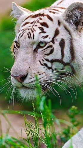 Full version of Android apk livewallpaper White tiger by Revenge Solution for tablet and phone.