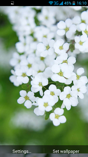 Screenshots of the live wallpaper White flowers for Android phone or tablet.