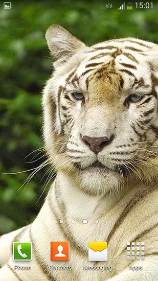 Screenshots of the live wallpaper White tiger for Android phone or tablet.