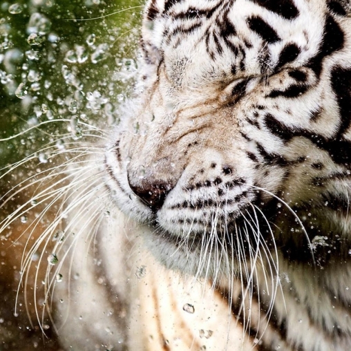 Screenshots of the live wallpaper White tiger: Water touch for Android phone or tablet.
