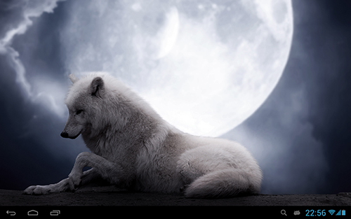 Full version of Android apk livewallpaper Wolves for tablet and phone.