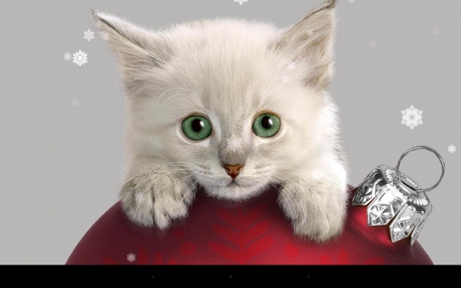 Screenshots of the live wallpaper X-mas cat for Android phone or tablet.