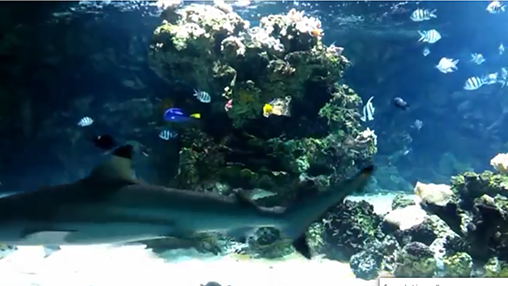 Full version of Android apk livewallpaper Aquarium with sharks for tablet and phone.
