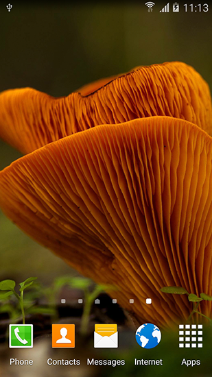 Full version of Android apk livewallpaper Autumn mushrooms for tablet and phone.
