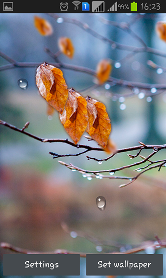 Full version of Android apk livewallpaper Autumn raindrops for tablet and phone.