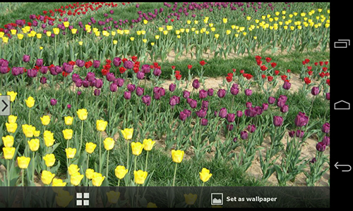 Full version of Android apk livewallpaper Beautiful flowers for tablet and phone.