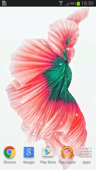 Full version of Android apk livewallpaper Betta fish for tablet and phone.