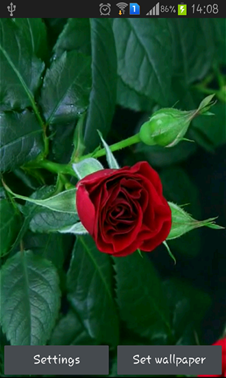 Full version of Android apk livewallpaper Blooming red rose for tablet and phone.