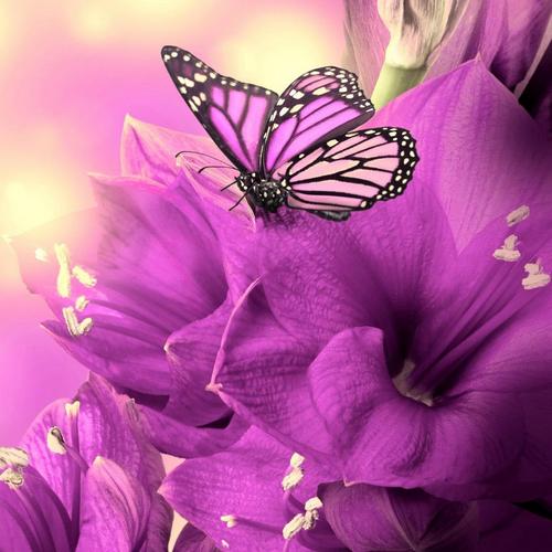 Full version of Android apk livewallpaper Butterfly magic 3D for tablet and phone.