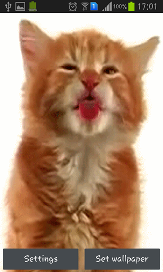 Full version of Android apk livewallpaper Cat licking screen for tablet and phone.