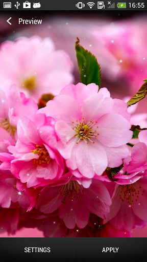 Full version of Android apk livewallpaper Cherry blossom for tablet and phone.
