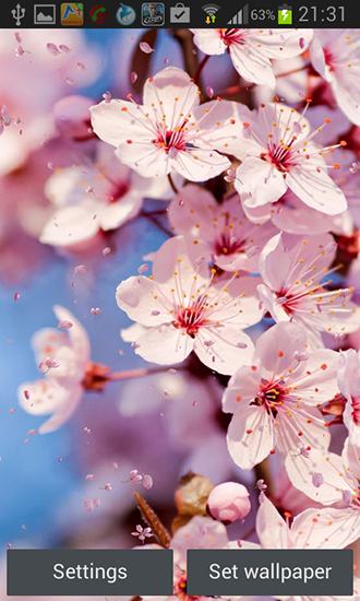 Full version of Android apk livewallpaper Cherry blossom by Creative factory wallpapers for tablet and phone.