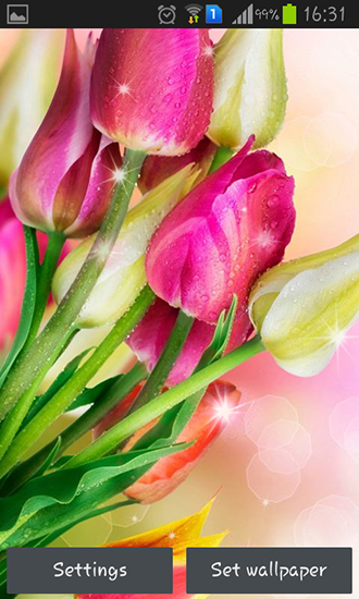 Full version of Android apk livewallpaper Colorful tulips for tablet and phone.