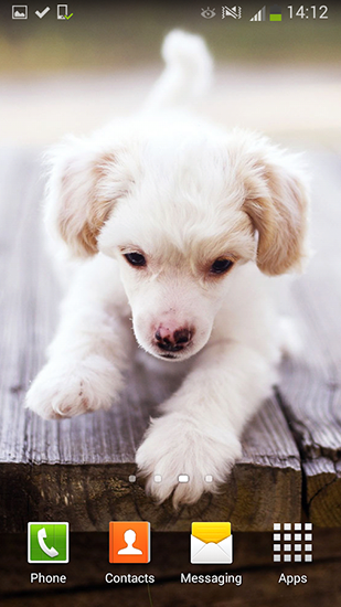 Full version of Android apk livewallpaper Cute dogs for tablet and phone.