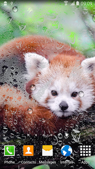 Full version of Android apk livewallpaper Cute panda for tablet and phone.