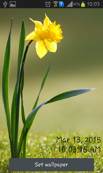 Full version of Android apk livewallpaper Daffodils for tablet and phone.