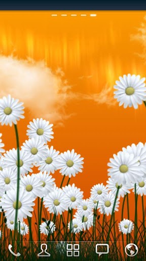 Full version of Android apk livewallpaper Daisies for tablet and phone.