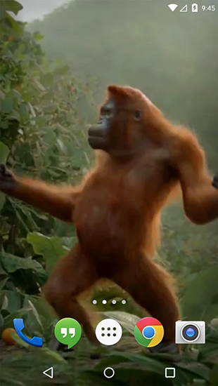 Full version of Android apk livewallpaper Dancing monkey for tablet and phone.
